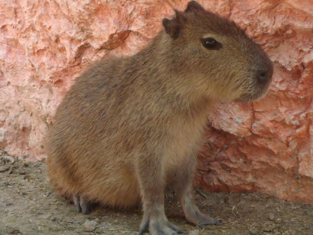Perrito de la pradera